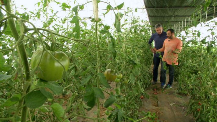 Aquí la Tierra - Tomate con acento gallego