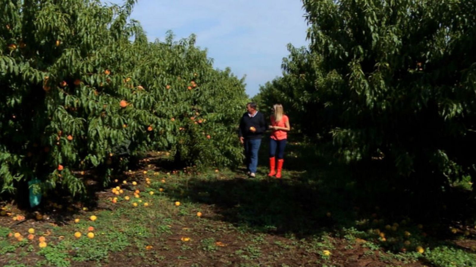 Melocotones dorados y deliciosos