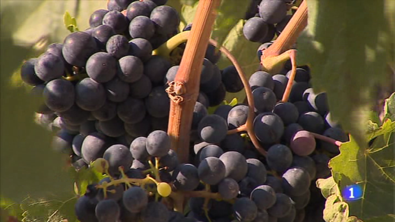 Informativo Telerioja 2 - 14/09/17 | Ver