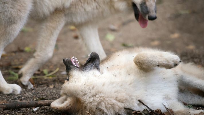 Grandes documentales - La familia de lobos árticos y yo: Capítulo 3
