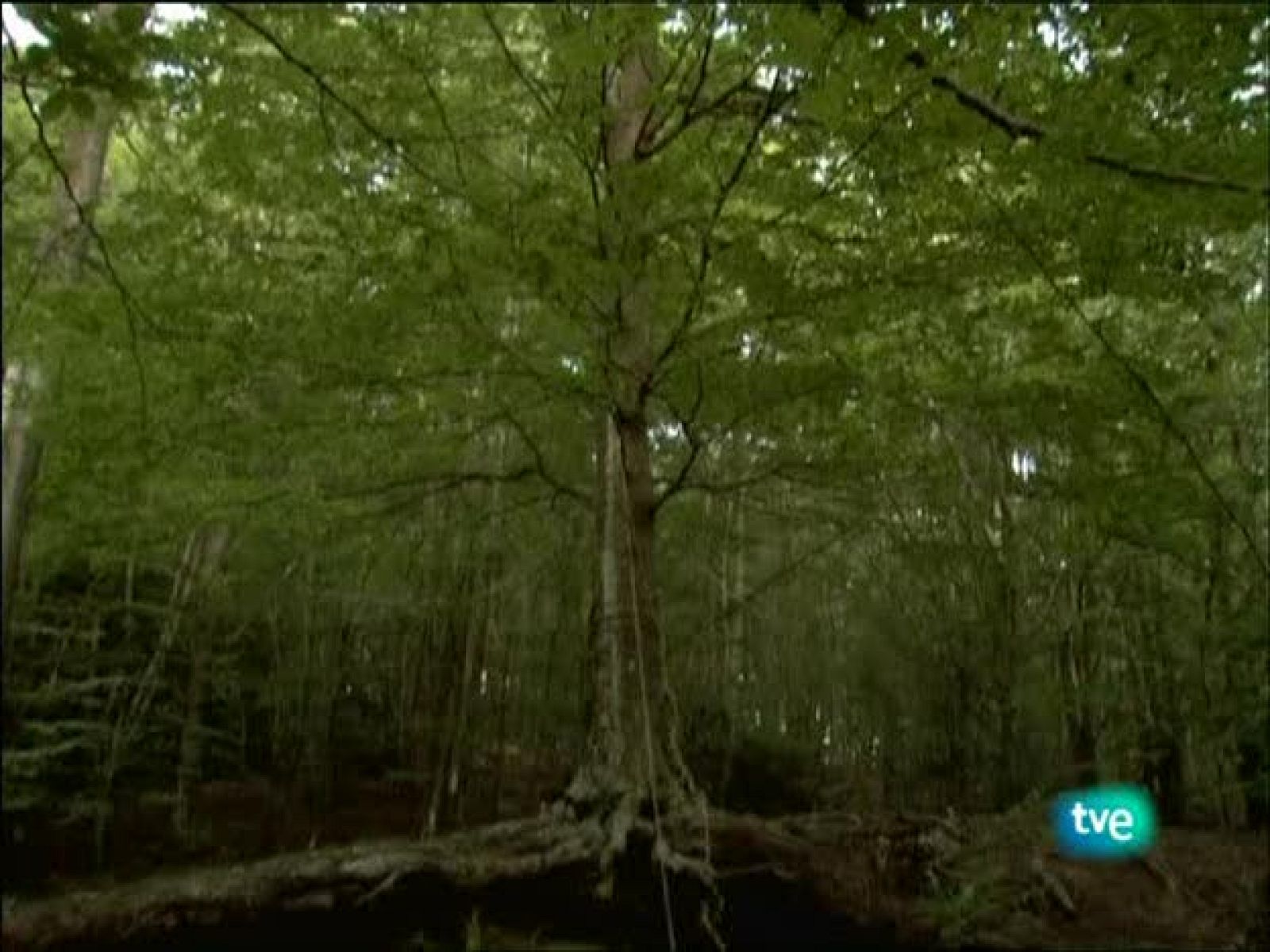 Metrópolis - Cannes 2008 - Metrópolis | Ver