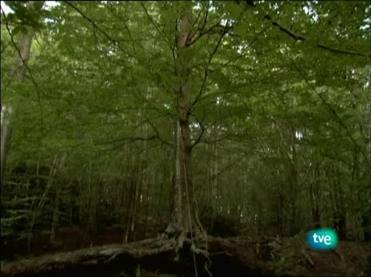 Metrópolis - Cannes 2008