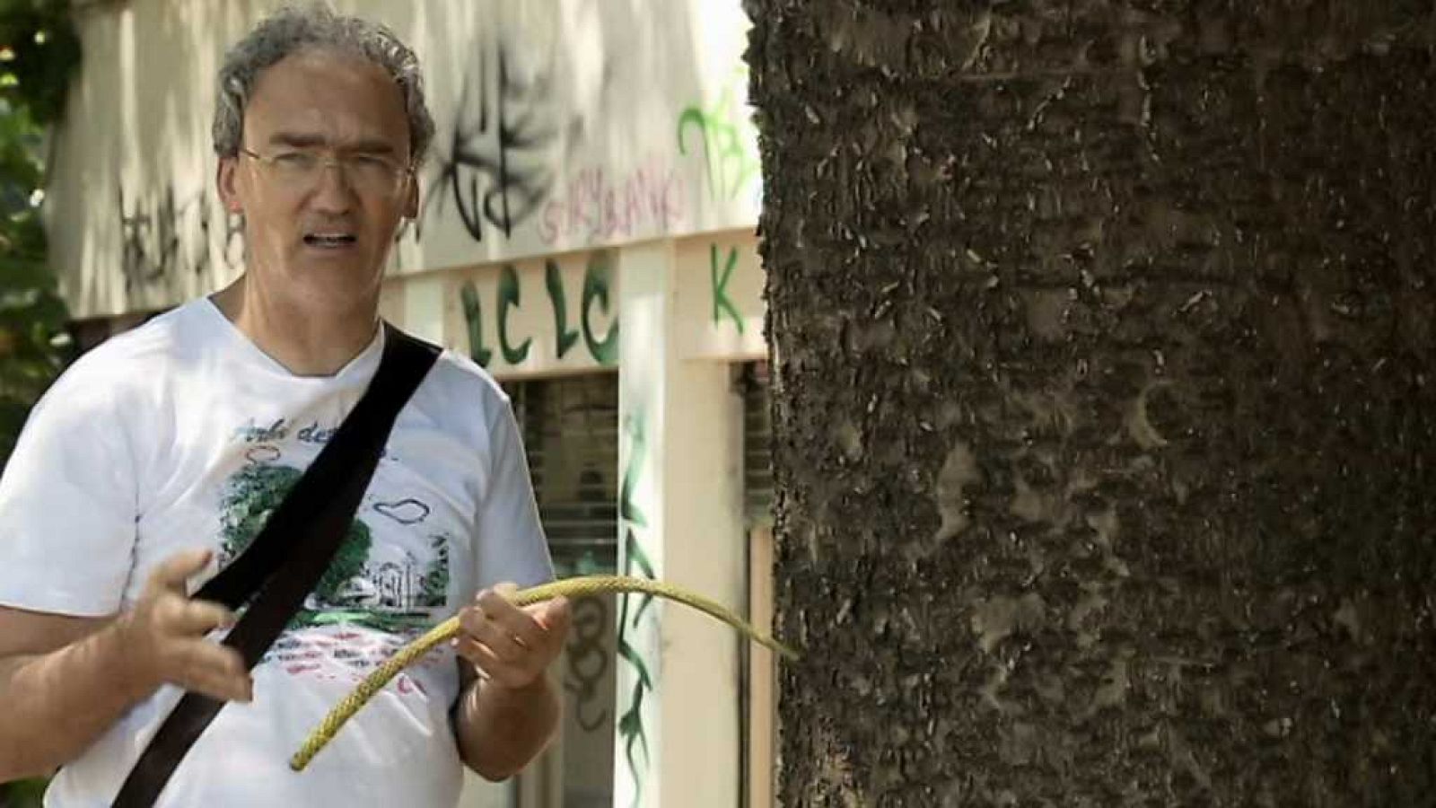 El escarabajo verde - El árbol de mi calle - ver ahora