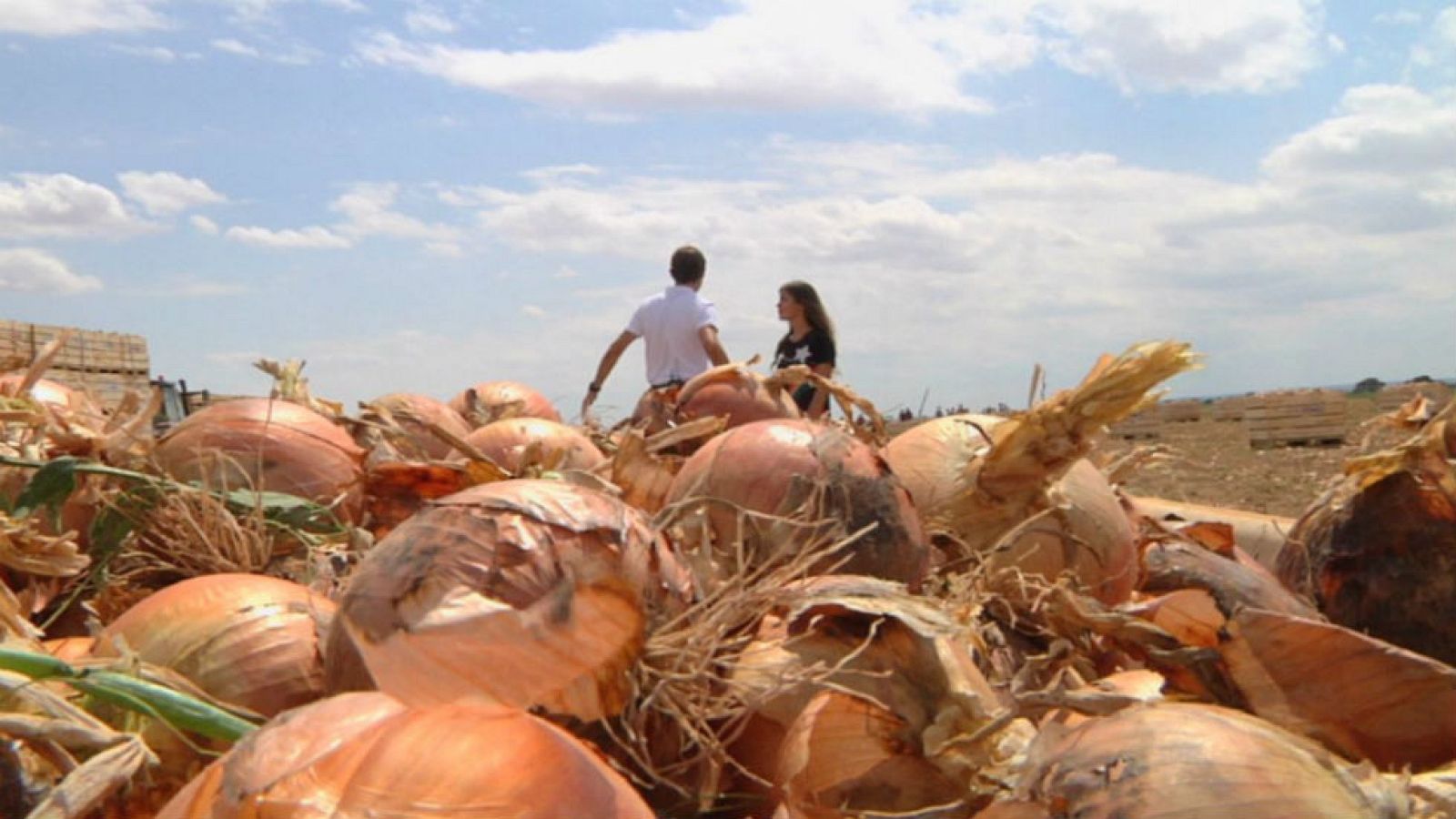 Momento para recolectar cebollas