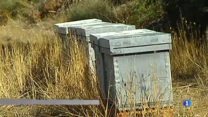 Enguany la producció de mel pot caure un 70%