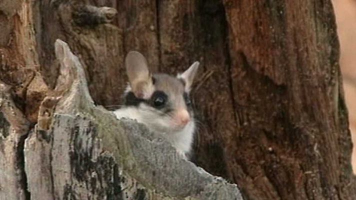 El universo escondido - El bosque domado