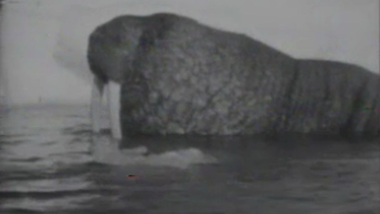 El planeta azul - Las morsas