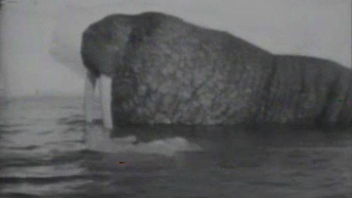 El planeta azul - Las morsas