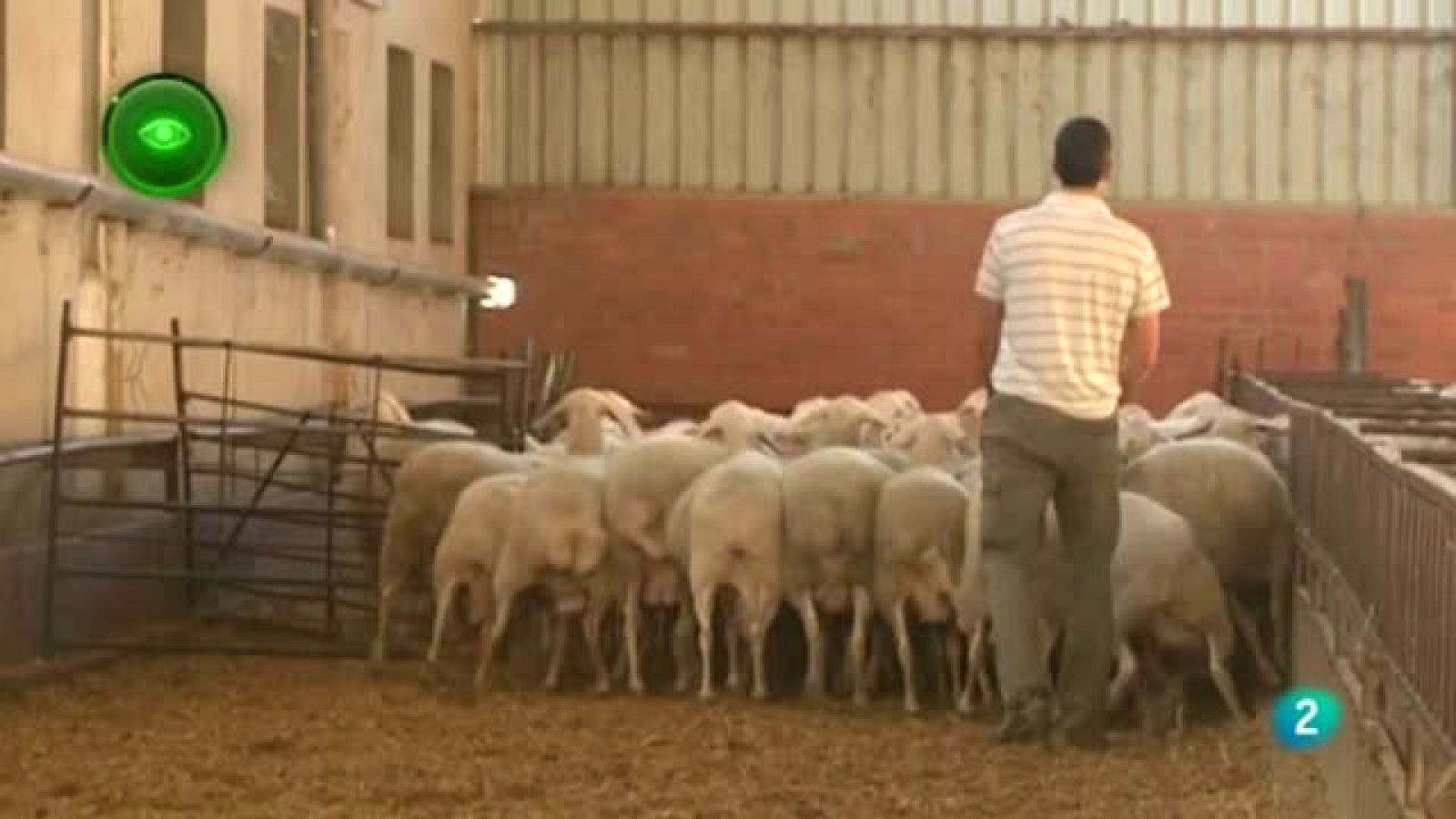 en primer plano EXPLOTACIÓN OVINO