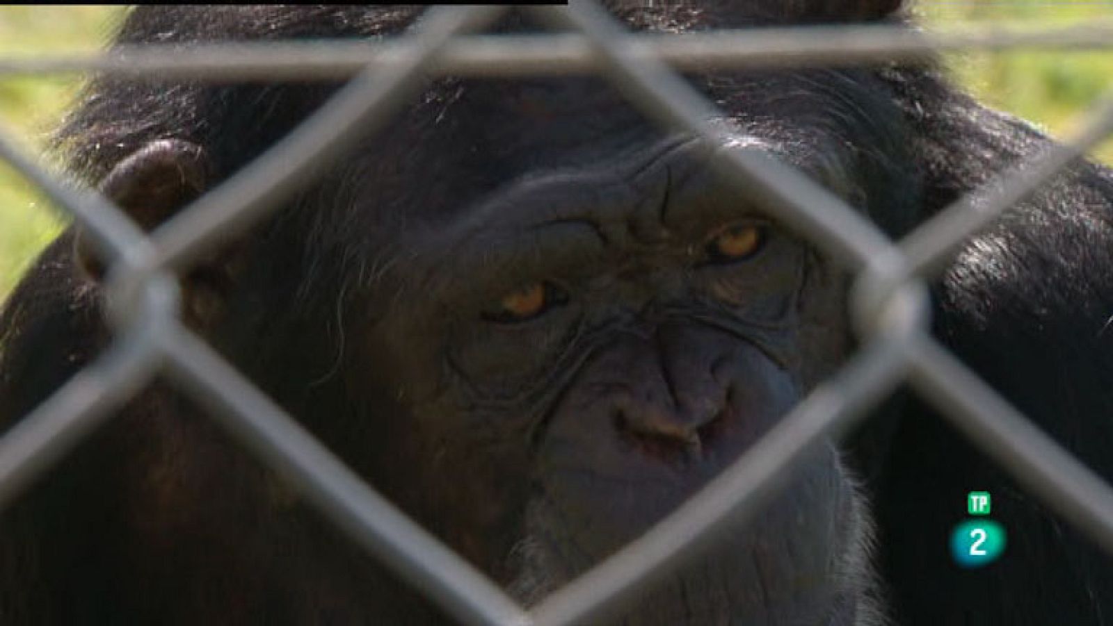 La Aventura del Saber. TVE. Centro de primates Rainfer