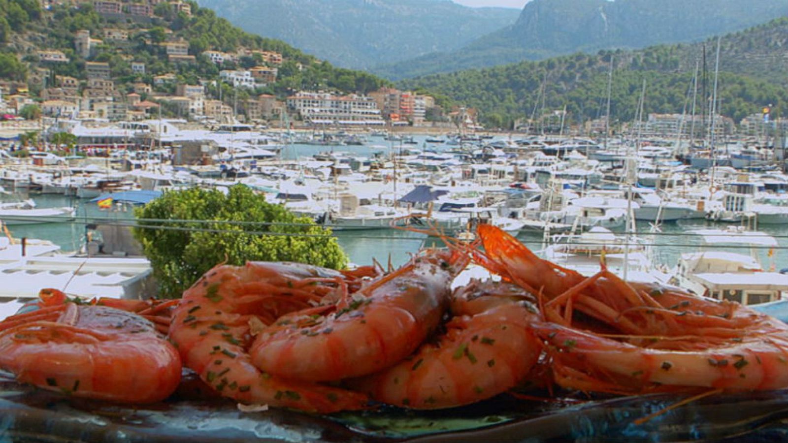 La maravillosa gamba roja de Sóller