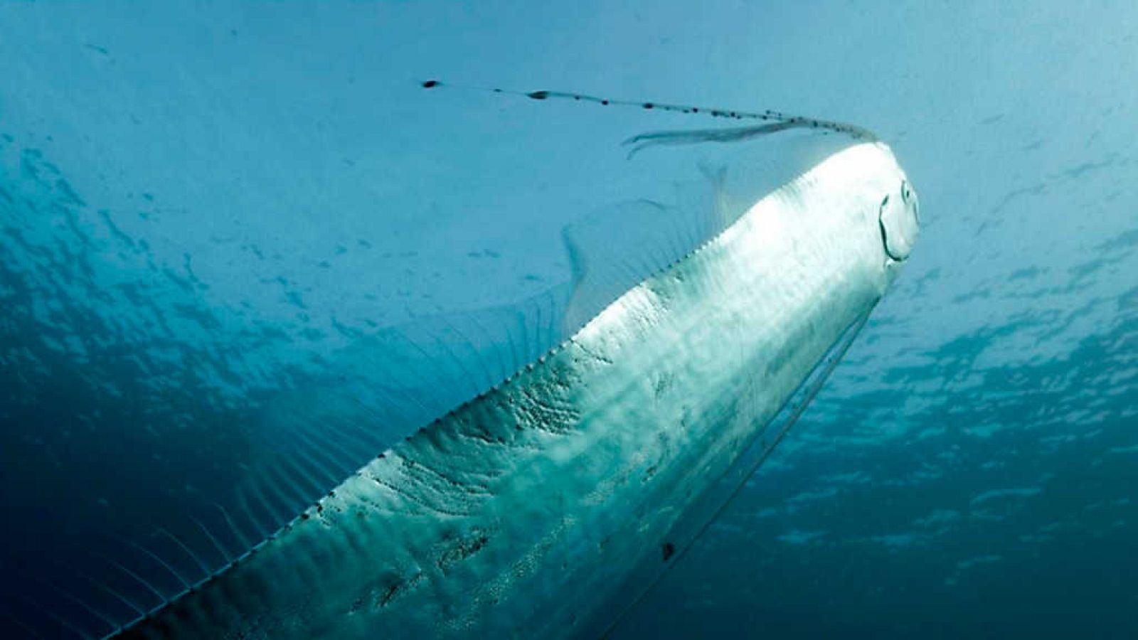 Grandes documentales - La gran serpiente marina. Encuentro con el mito - ver ahora