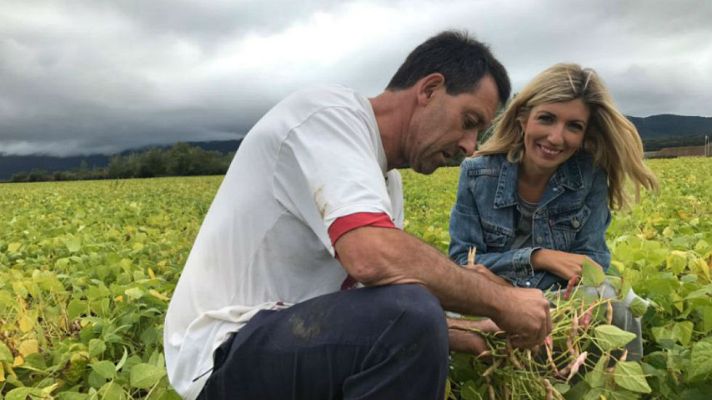 Aquí la Tierra - Recolectamos alubia pinta alavesa