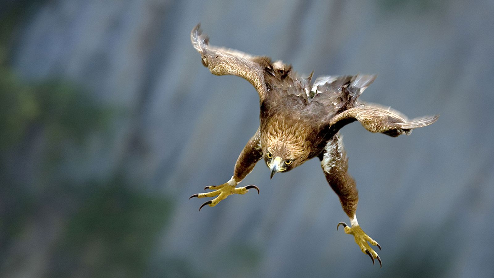 Grandes documentales - Instinto letal: Asesinos natos - ver ahora