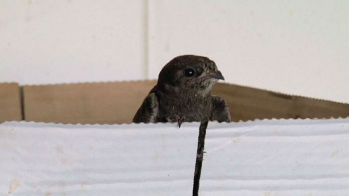 Aquí la Tierra - Visitamos una guardería de vencejos
