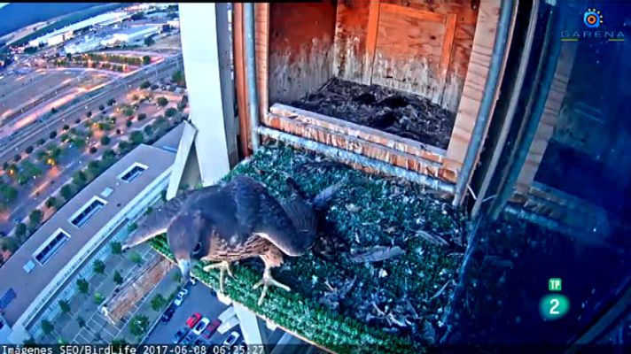 La aventura del Saber - Halcones urbanos