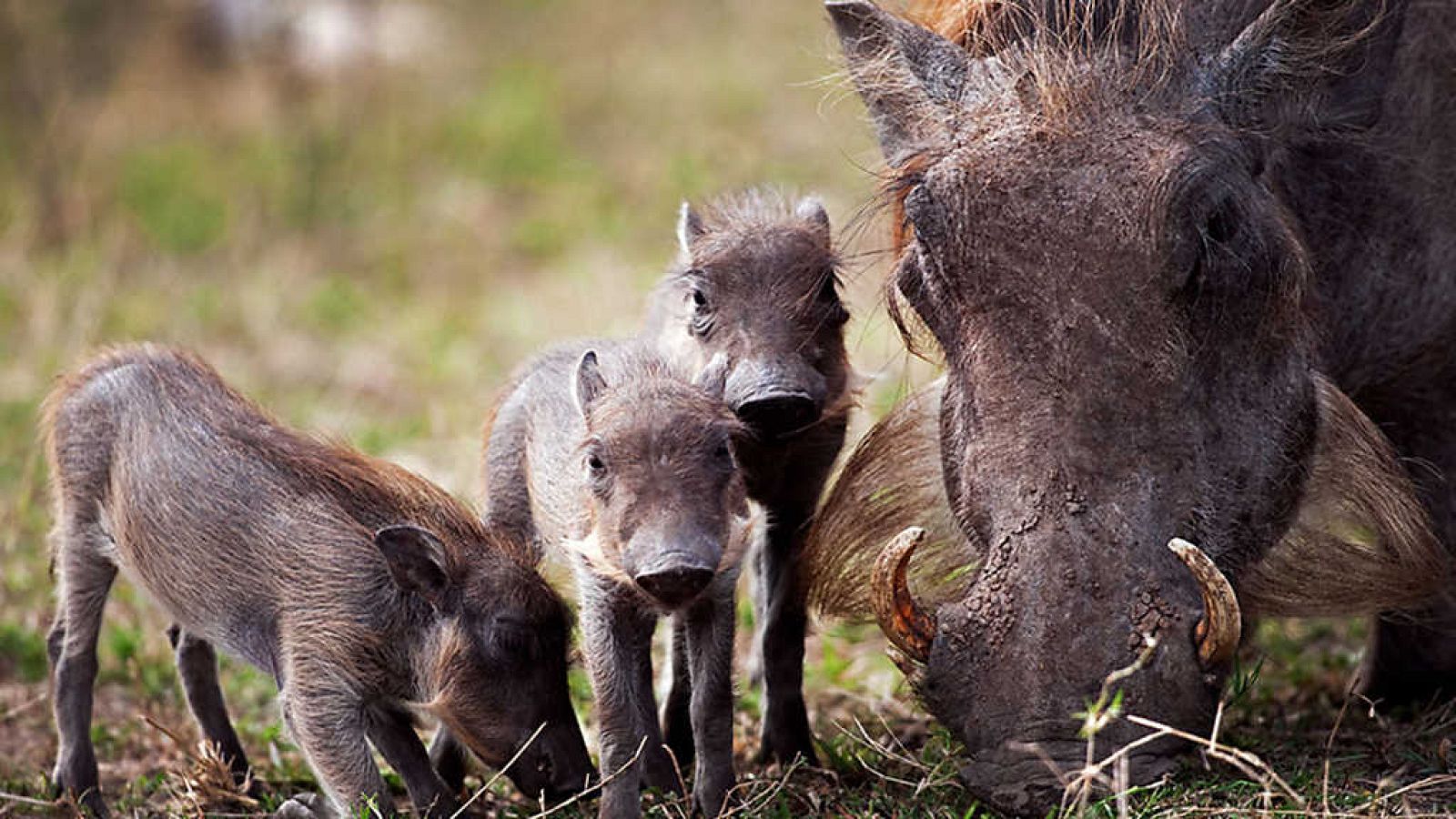 Grandes documentales - Instinto letal: El factor miedo - ver ahora