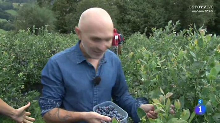 Comando Actualidad - Todo por un jornal - Arándanos