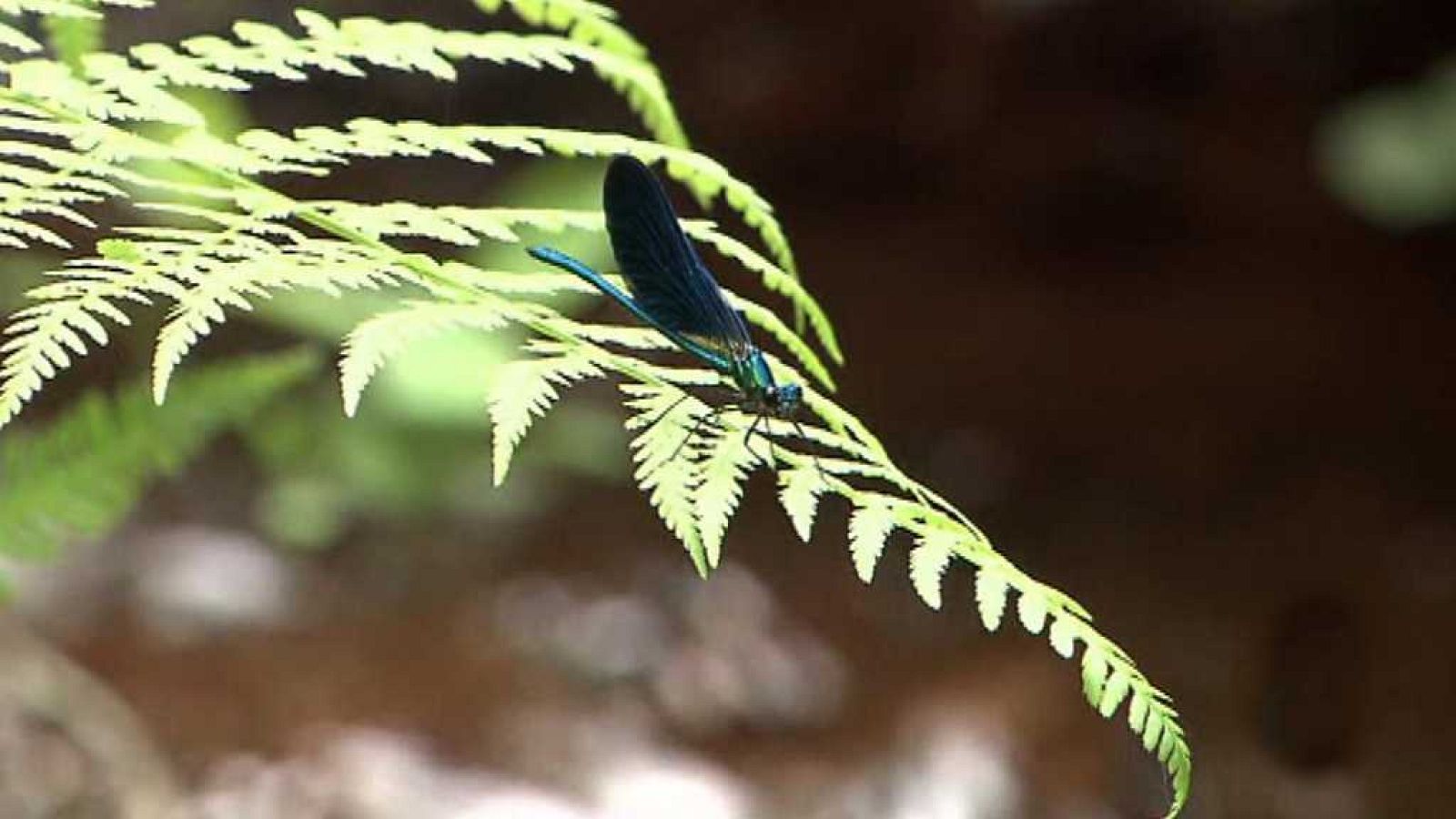 El escarabajo verde - La economía del fuego - ver ahora