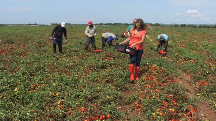 Aquí la Tierra - Aprende a preparar fritada de tomate