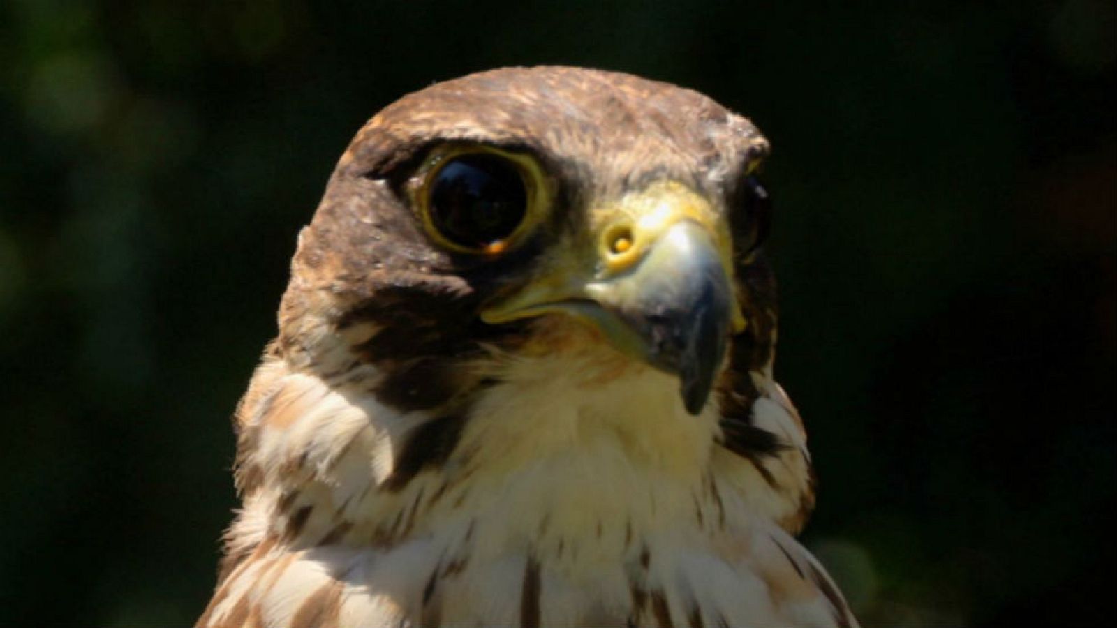 El príncipe de los cielos