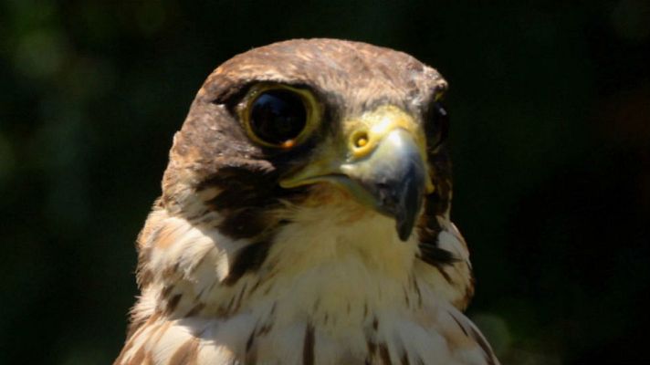 Aquí la Tierra - El príncipe de los cielos
