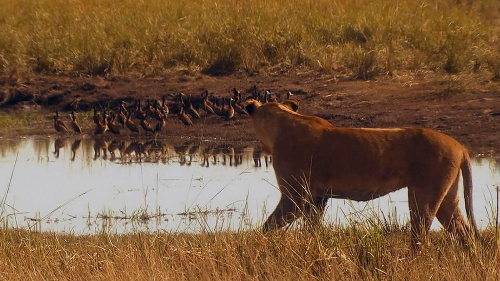 Grandes documentales - Instinto letal: Nacidos para correr - ver ahora