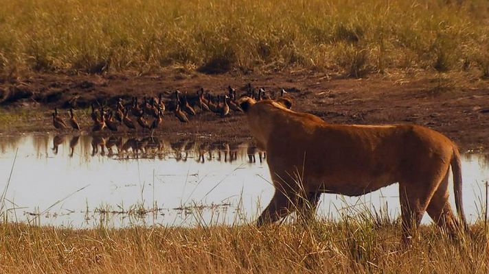Grandes documentales - Instinto letal: Nacidos para correr