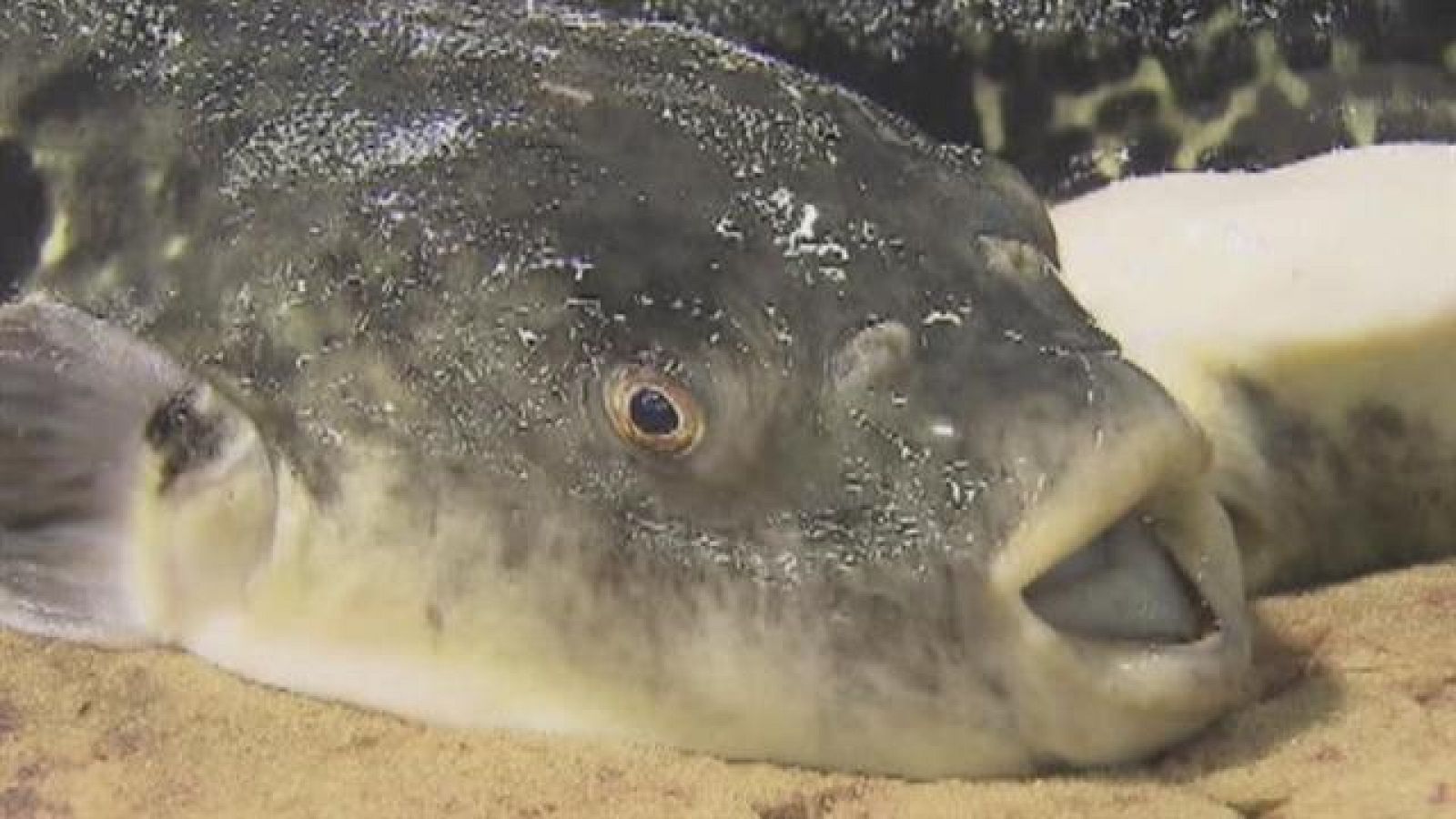 Telecanarias - 26/09/2017