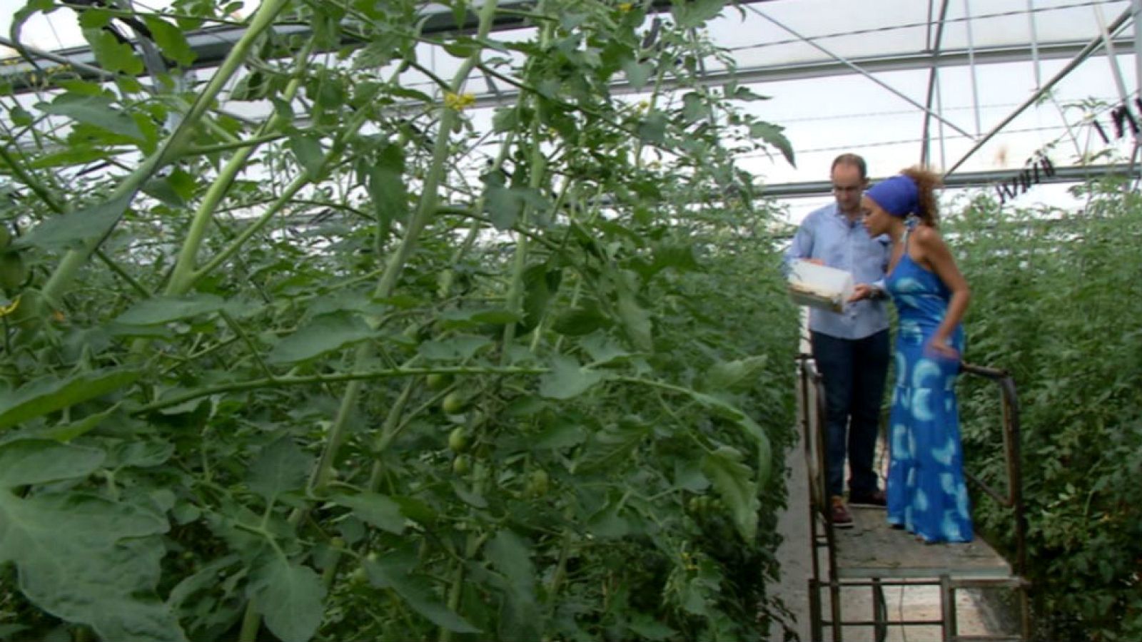 Tomateras de 15 metros