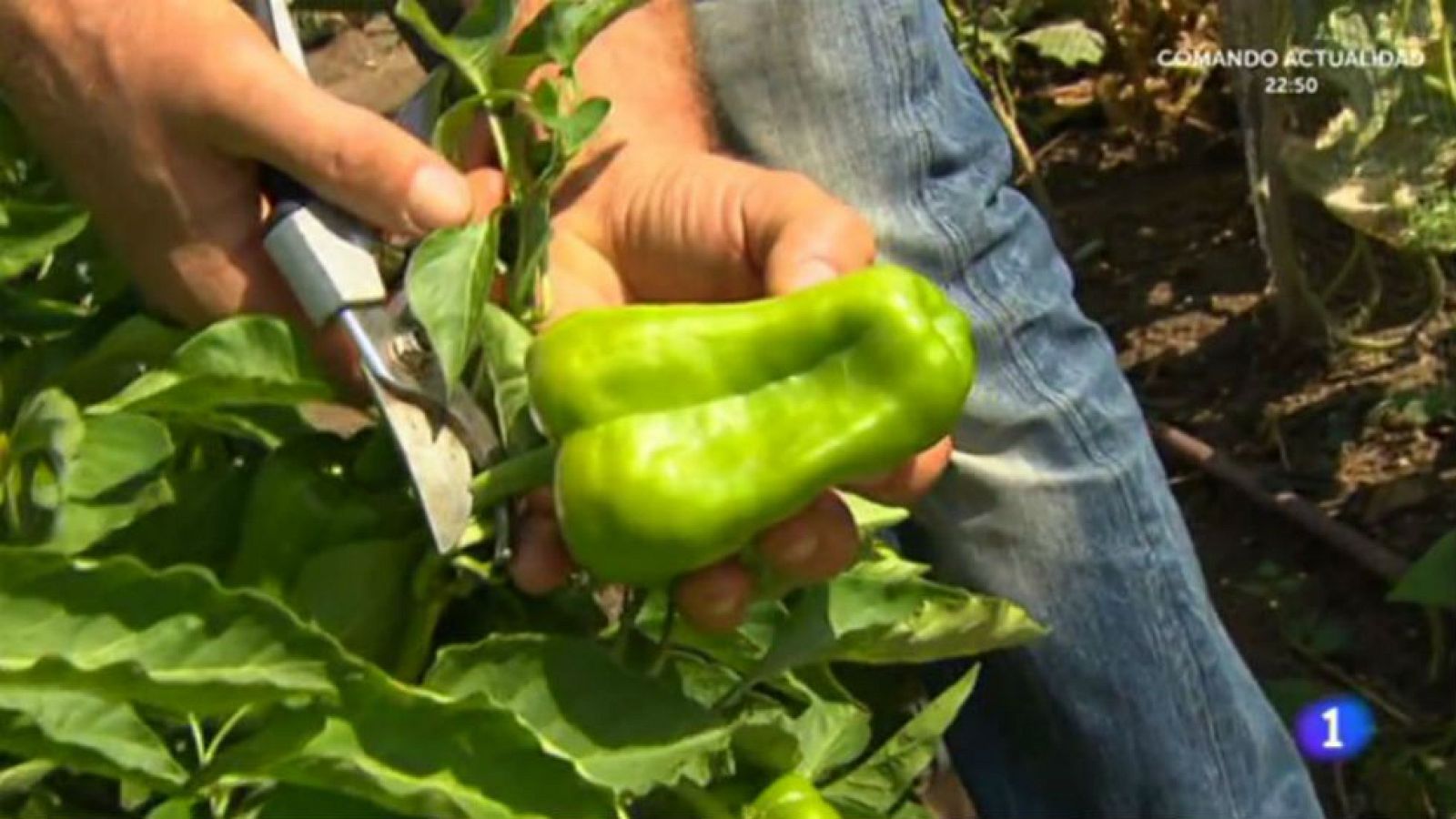 Nos importa un pimiento, y todos