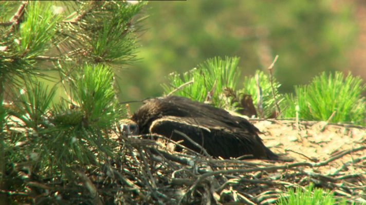 El escarabajo verde - Fragor de fuego - Avance