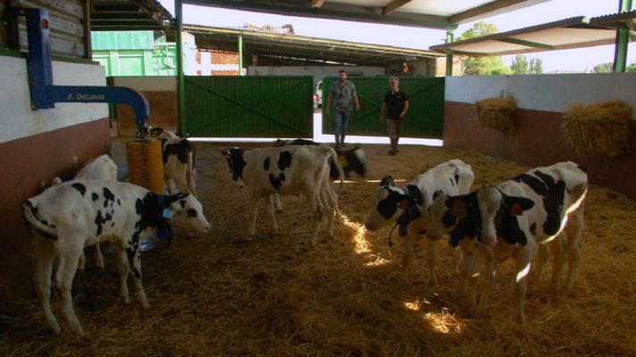 Aquí la Tierra - Vacas con sistema de ordeño voluntario