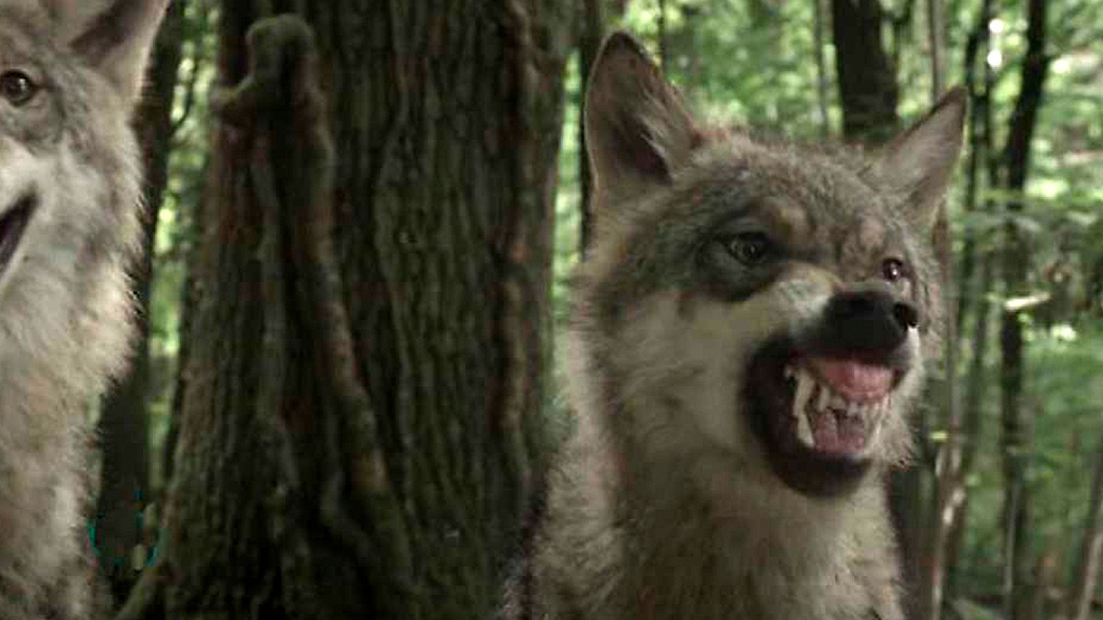 El documental - Los habitantes del bosque: La edad de oro del bosque - ver ahora