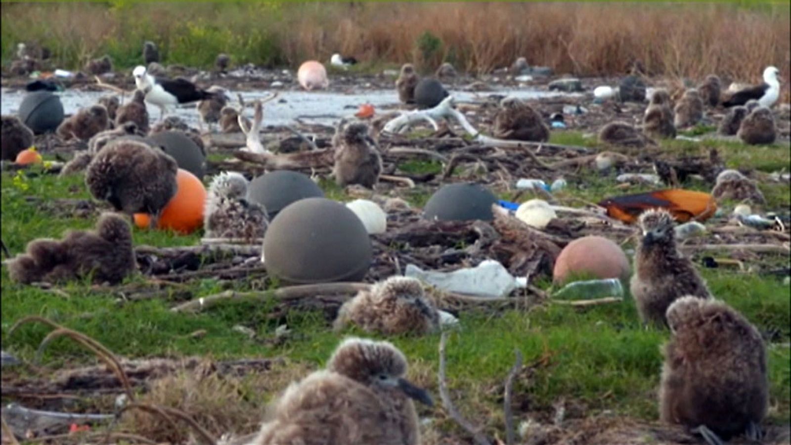 Cada segundo se vierten a los océanos hasta 200 kilos de plástico