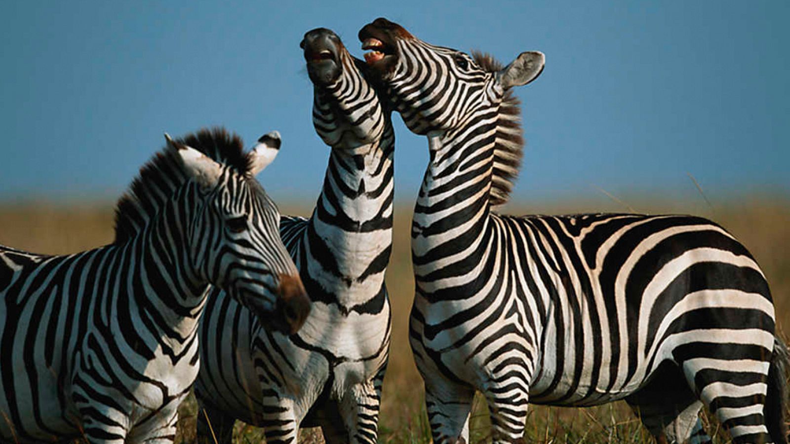 Grandes documentales - Los secretos mejor guardados de Tanzania: Parques Nacionales de Katavi y Ruaha - ver ahora