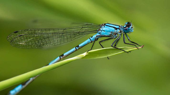 Grandes documentales - Grandes bichos