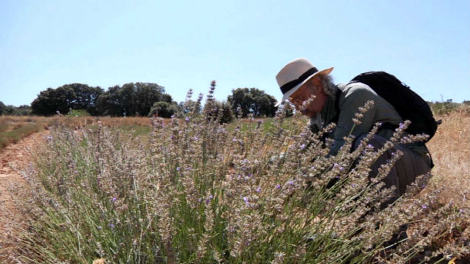 Propiedades de la lavanda