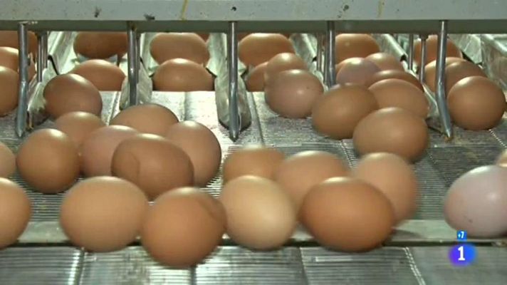 Comando Actualidad - Controles en las granjas aviarias