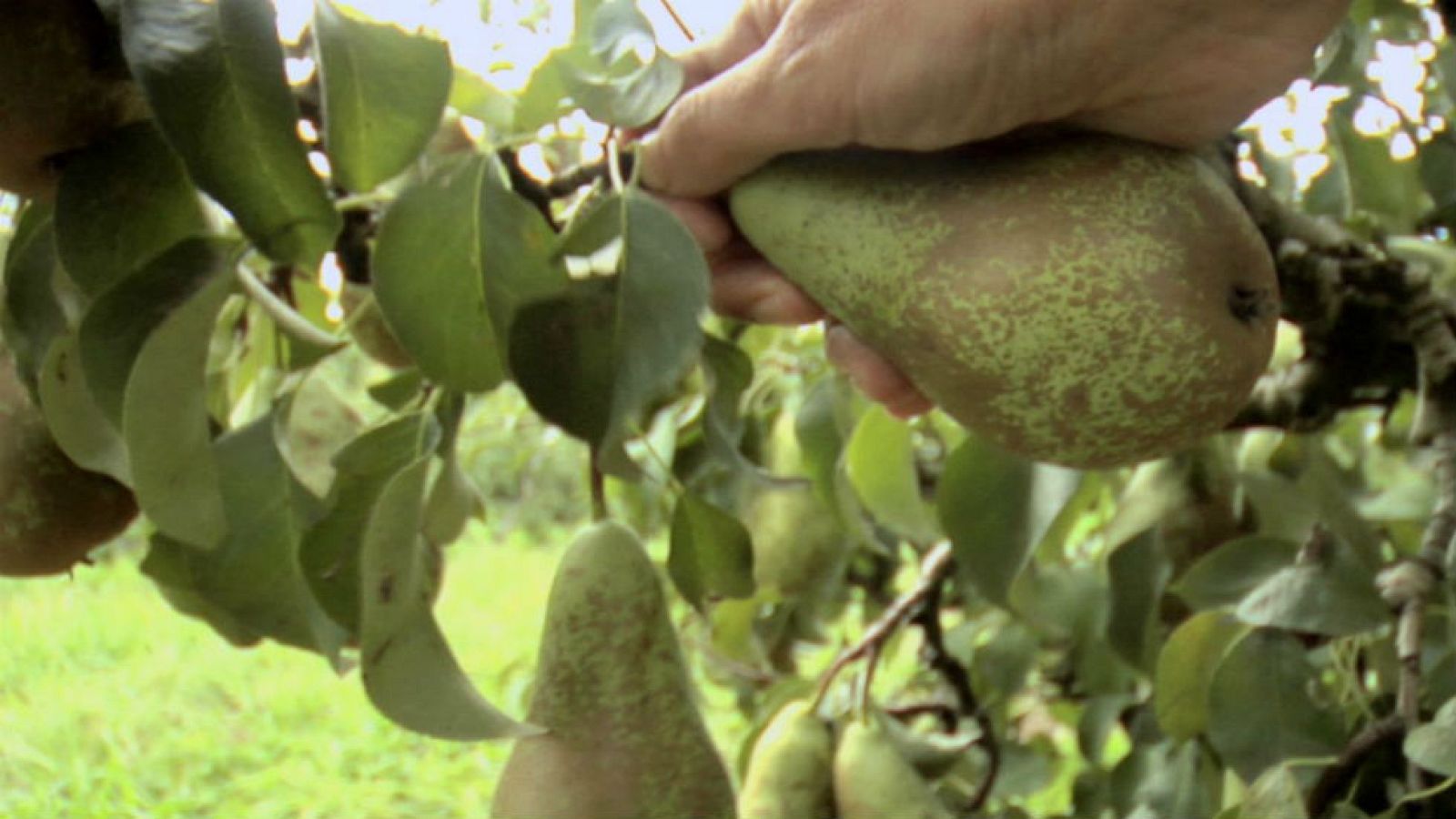 Pera de Rincón de Soto