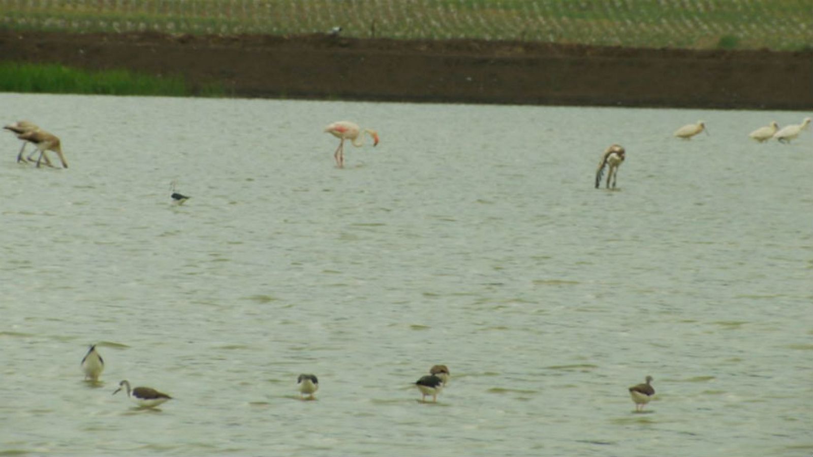 Un balneario para aves