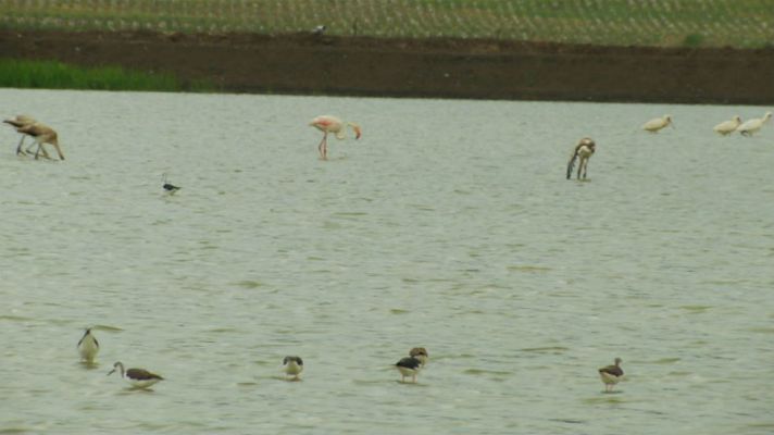Aquí la Tierra - Un balneario para aves