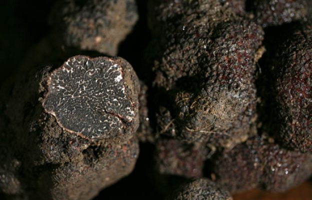  - La trufa, el diamante negro