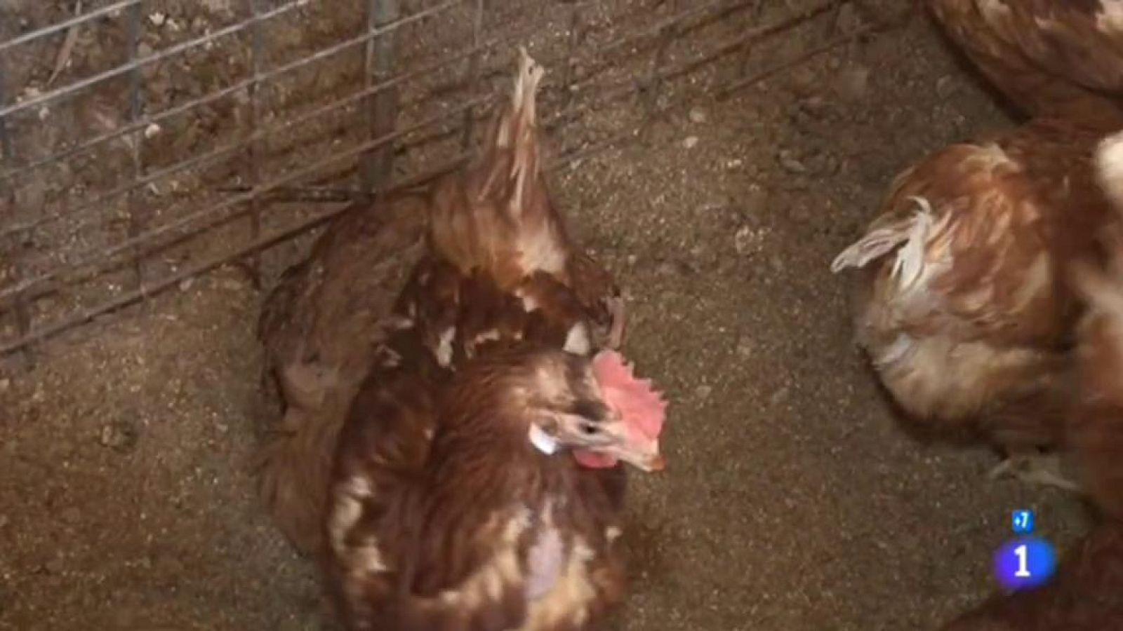 Comer seguro - Gallinas