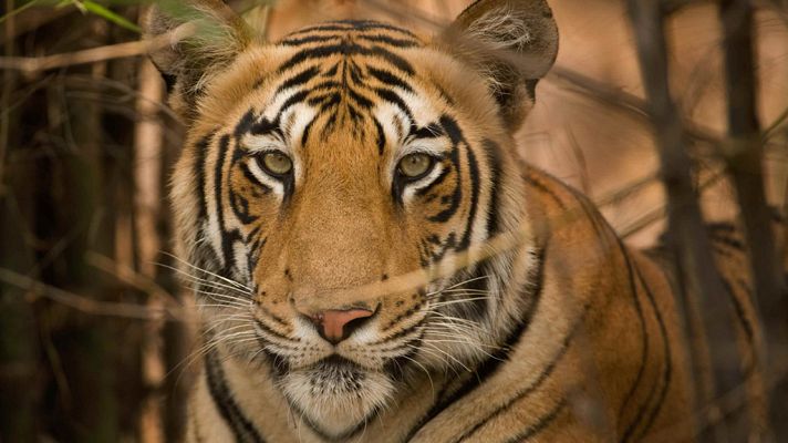 Grandes documentales - Secretos de la India salvaje: Las selvas del tigre