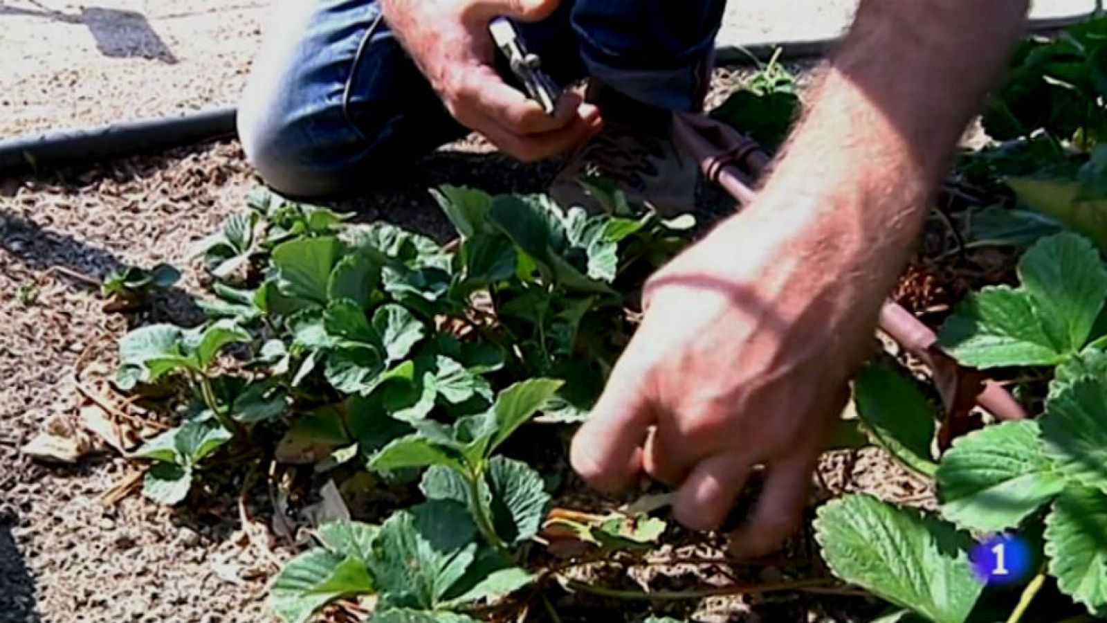 Cómo podar las fresas