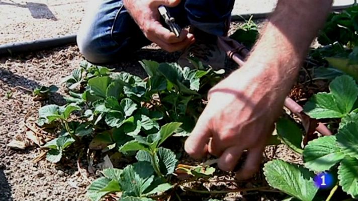 Aquí la Tierra - Cómo podar las fresas