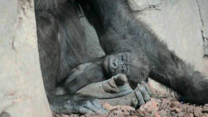 L'informatiu - Comunitat Valenciana - L'Informatiu - Comunitat Valenciana 2 - 05/10/17