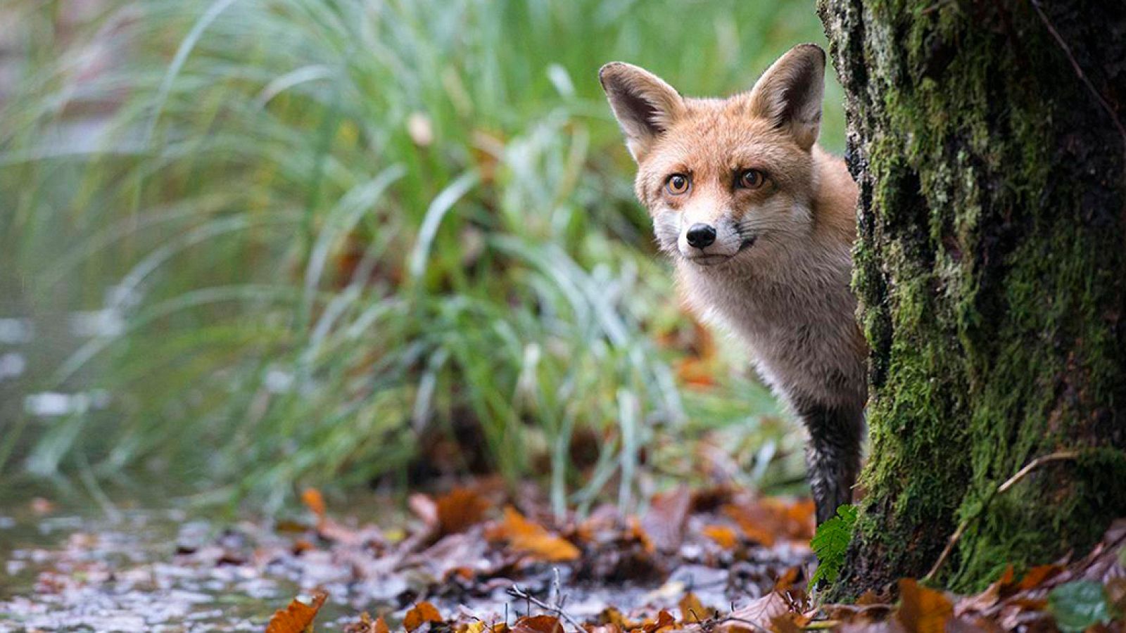 El documental - Los habitantes del bosque: A lo largo de la Historia - ver ahora