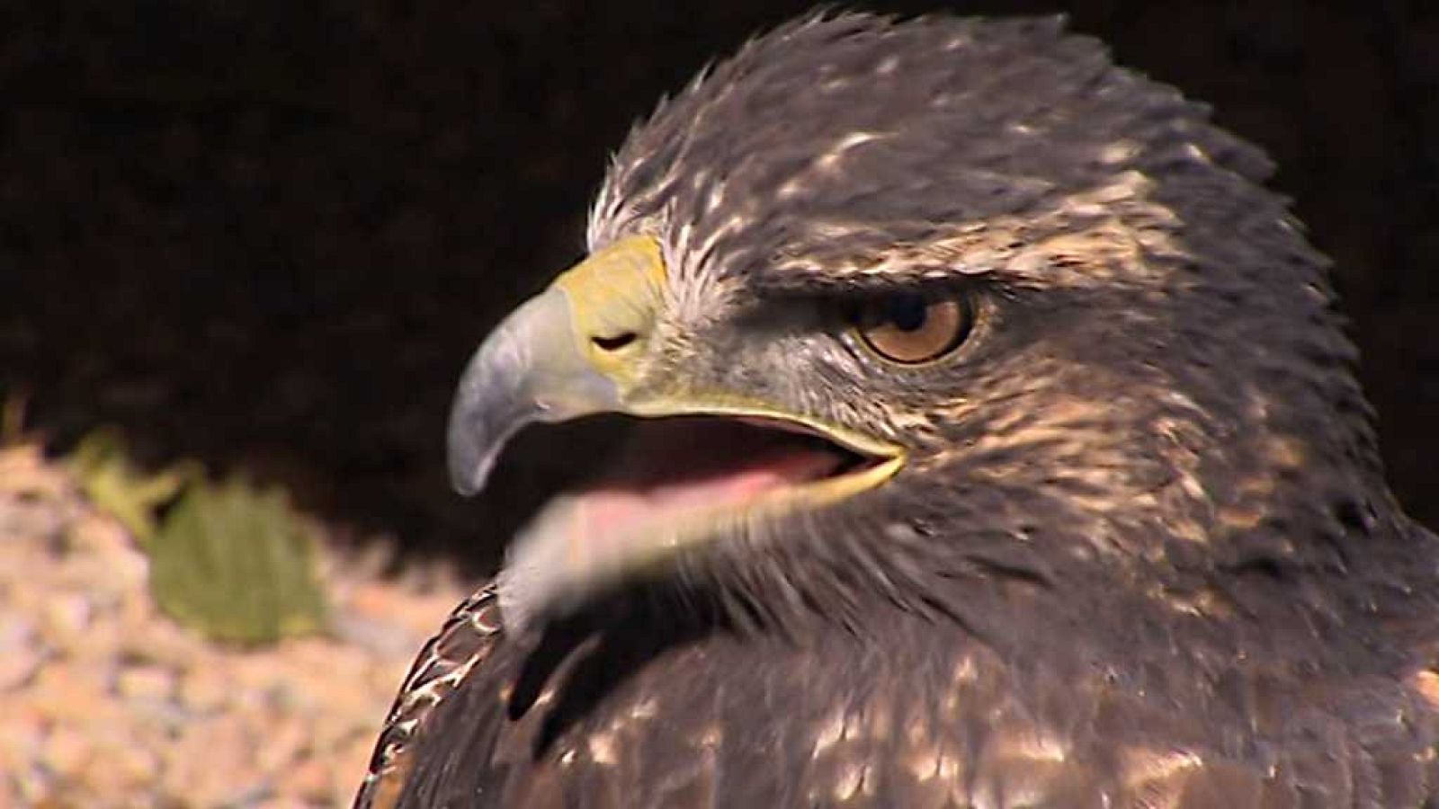 España en Comunidad - 07/10/17 - ver ahora